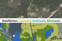 Beispiel einer Walddetektion mit Unterscheidung in Laub- (gelb), Nadel- (blau) und Mischwaldflächen (grün) © LVermGeo ST Beispiel einer Walddetektion mit Unterscheidung in Laub- (gelb), Nadel- (blau) und Mischwaldflächen (grün)