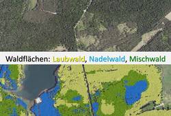 Beispiel einer Walddetektion mit Unterscheidung in Laub- (gelb), Nadel- (blau) und Mischwaldflächen (grün) © LVermGeo ST Beispiel einer Walddetektion mit Unterscheidung in Laub- (gelb), Nadel- (blau) und Mischwaldflächen (grün)