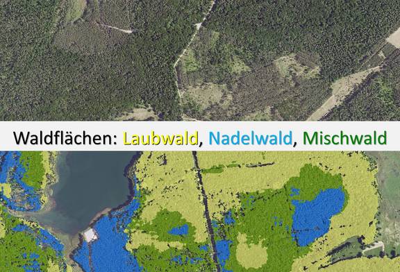 Beispiel einer Walddetektion mit Unterscheidung in Laub- (gelb), Nadel- (blau) und Mischwaldflächen (grün) © LVermGeo ST Beispiel einer Walddetektion mit Unterscheidung in Laub- (gelb), Nadel- (blau) und Mischwaldflächen (grün)